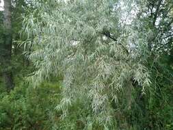 Image of Russian olive