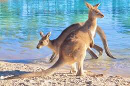 Image of kangaroo