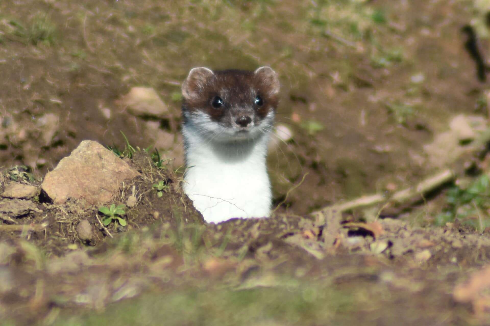 Image of ermine