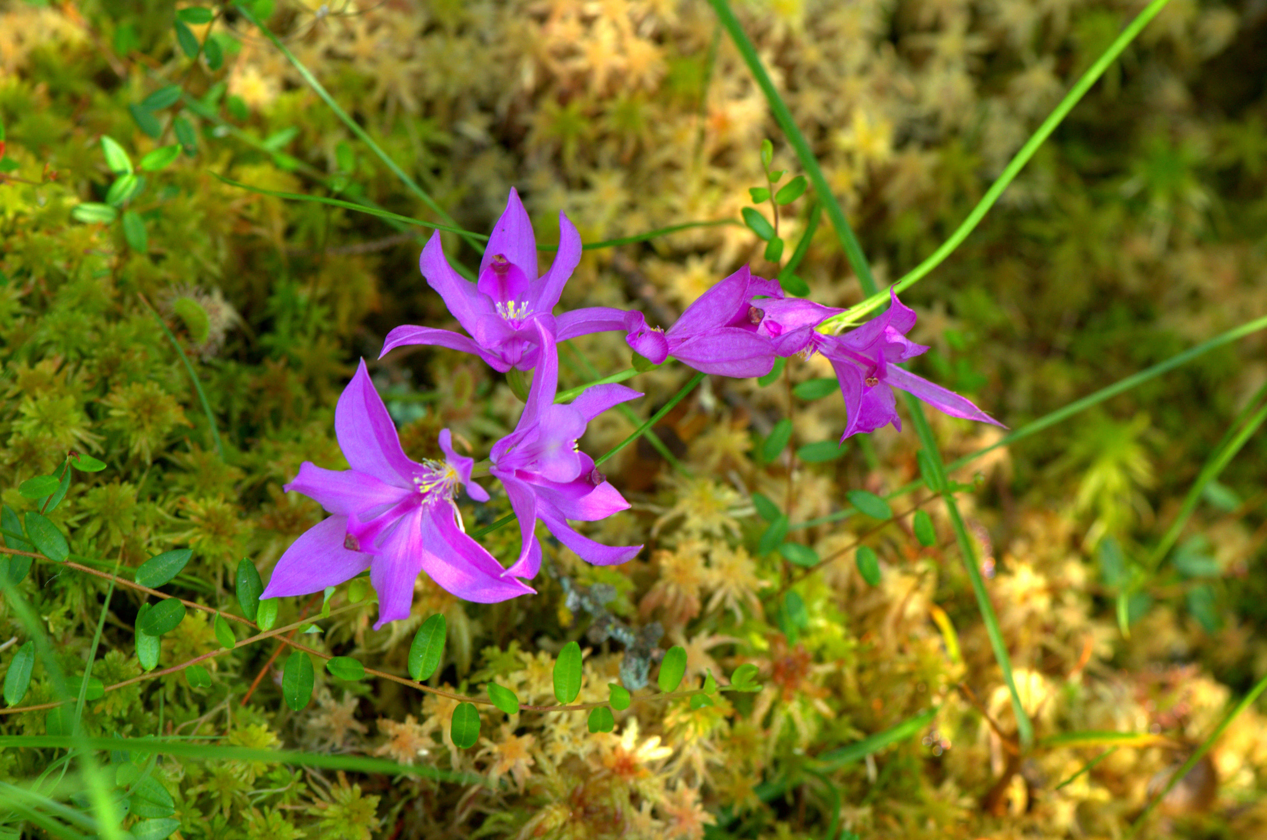 Image of tuberous grasspink