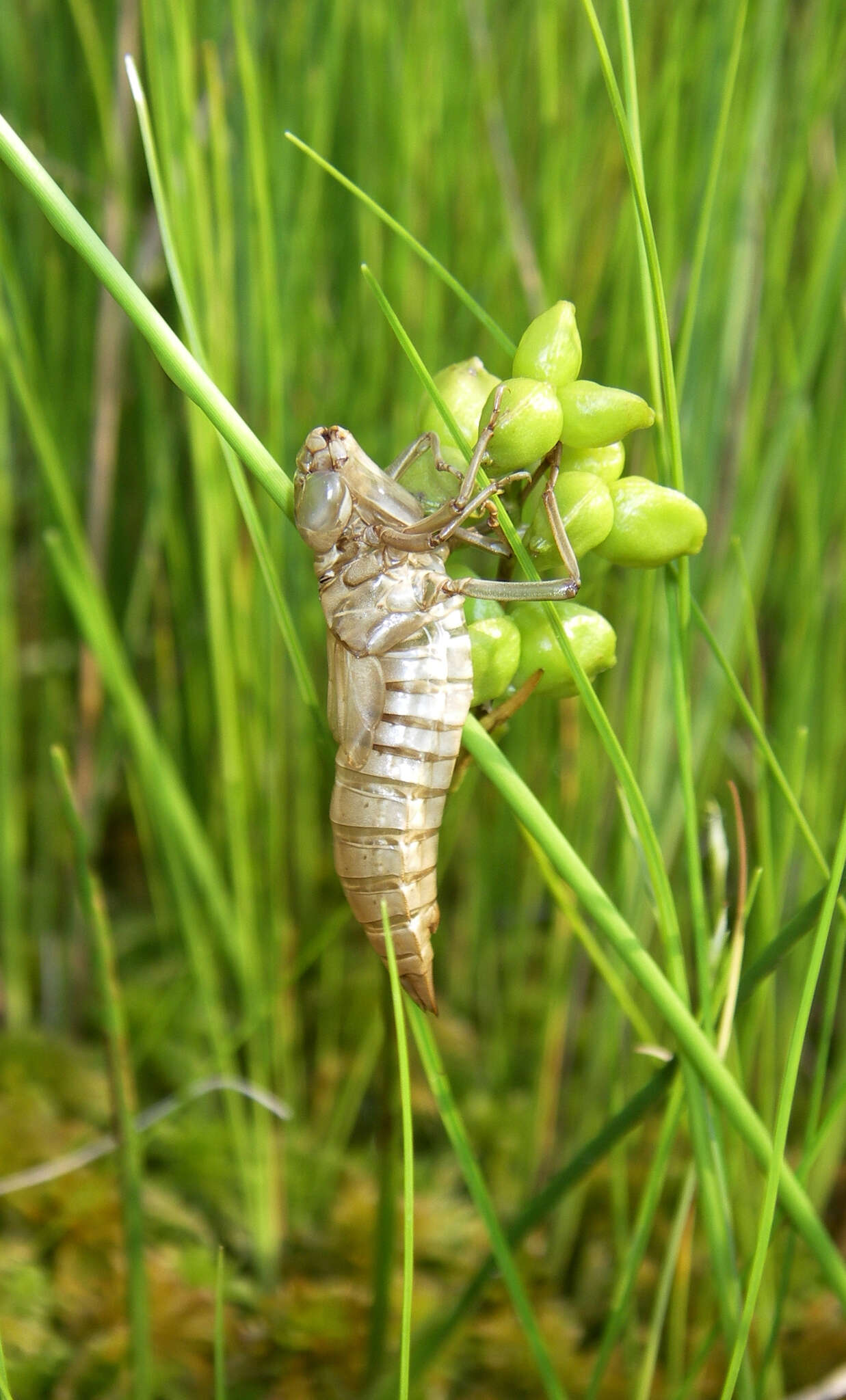 Image of bog hawker