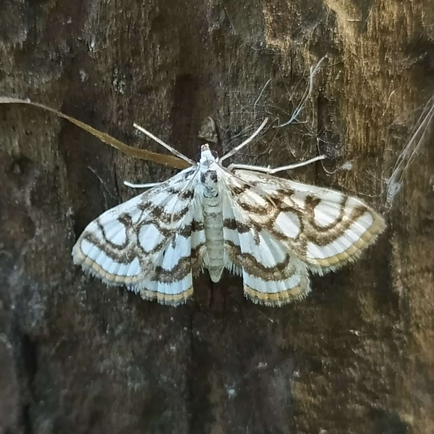 Image of Nymphula nitidulata