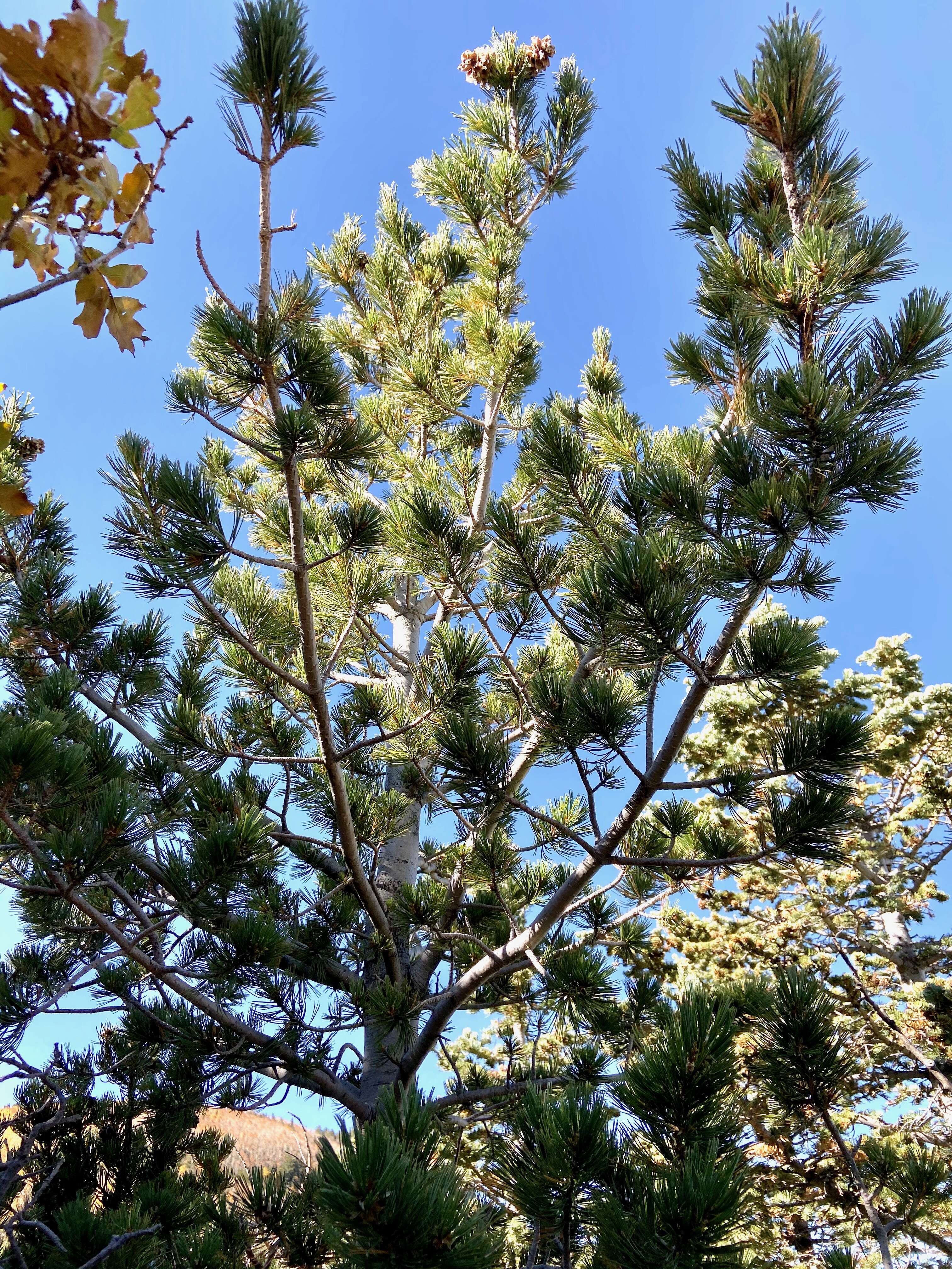 Image of Limber Pine