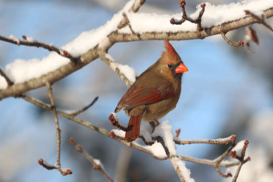 Слика од Cardinalis Bonaparte 1838