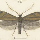 Image of Glyphipterix aerifera Meyrick 1912