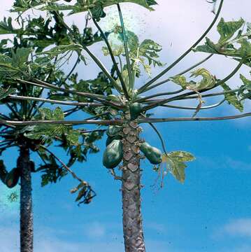 Image of Papaya ringspot virus