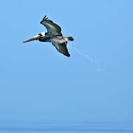 Image of California brown pelican