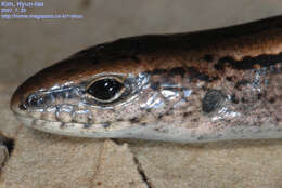 Image of Tsushima Ground Skink