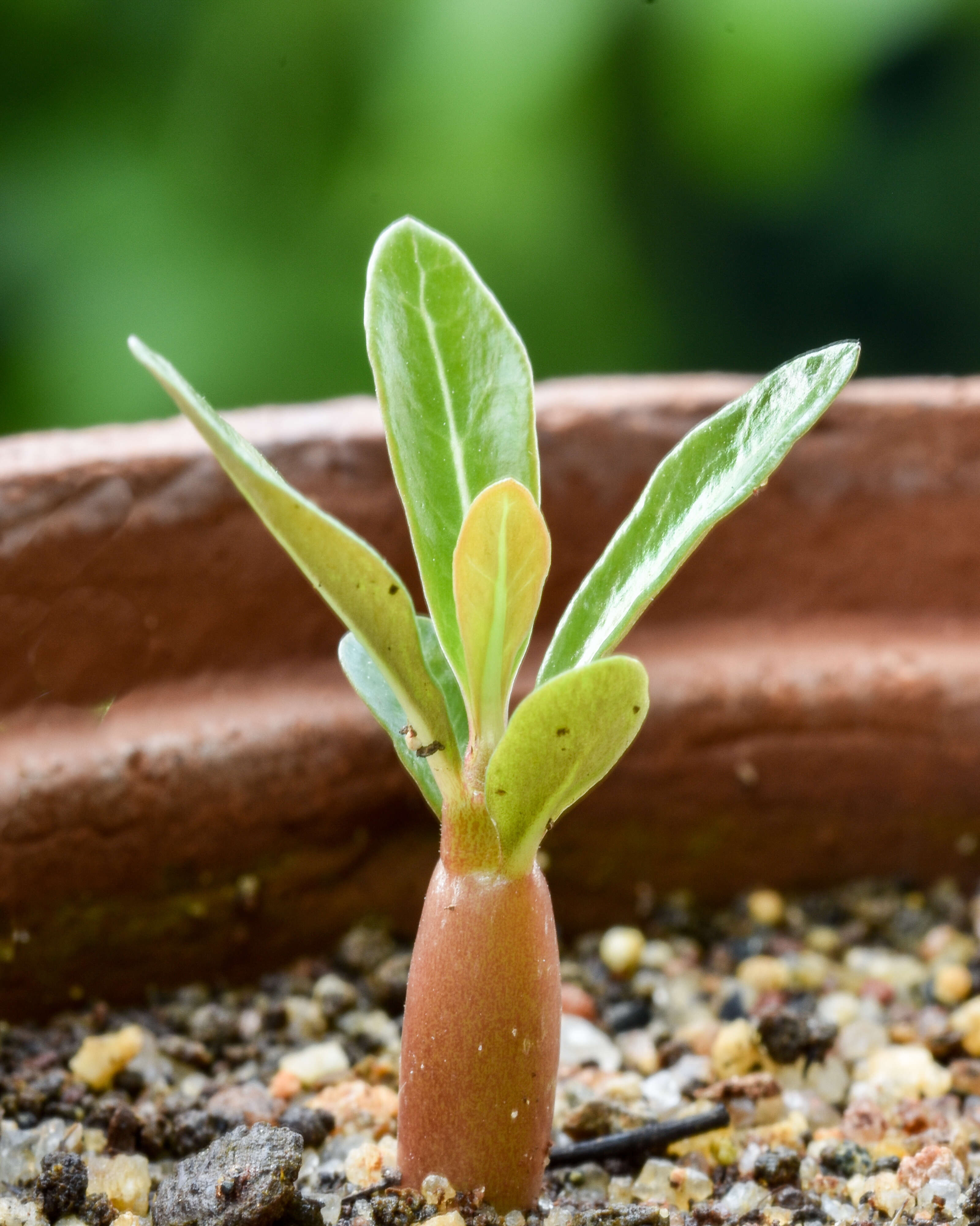 Image of Desert Rose