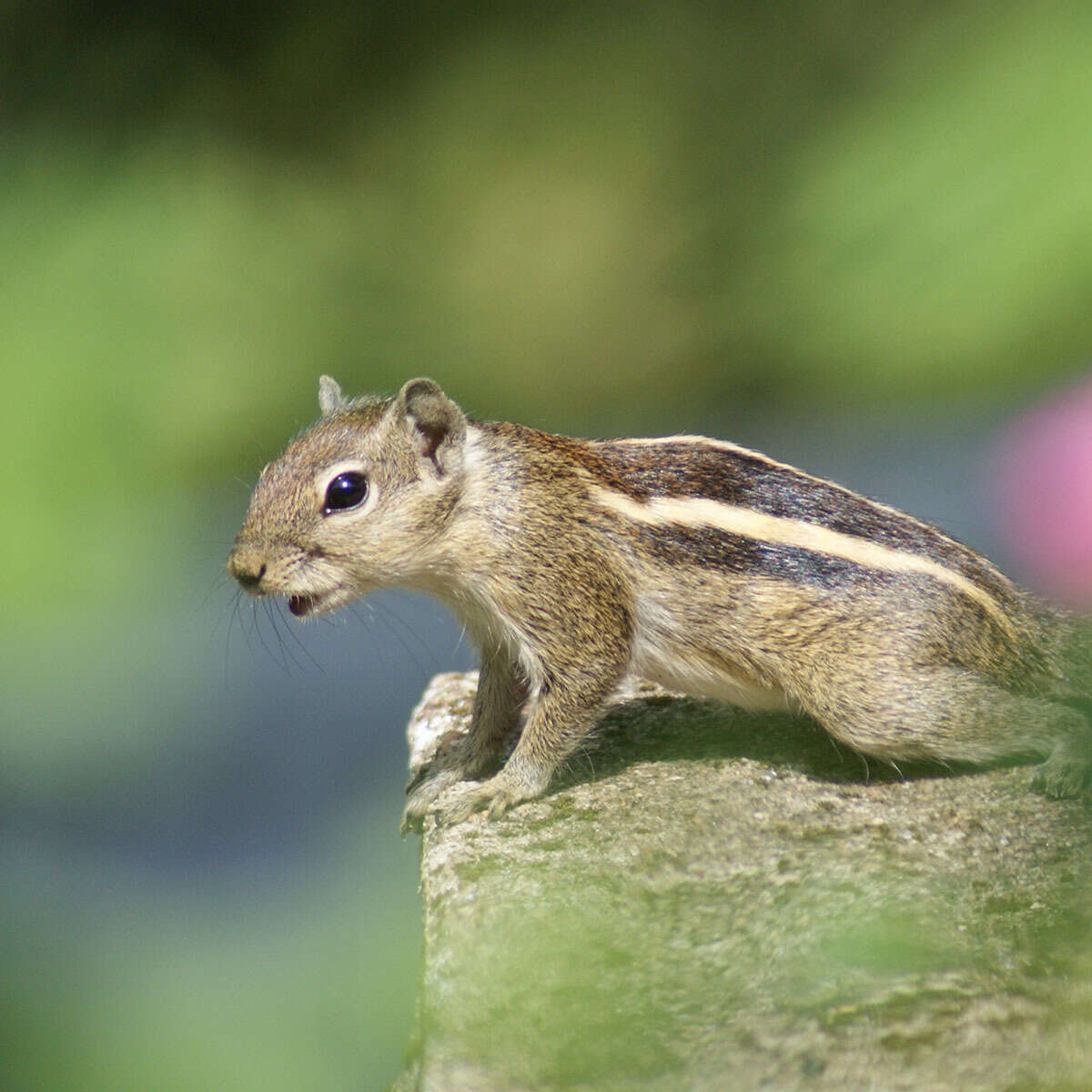 Image of Indian palm squirrel