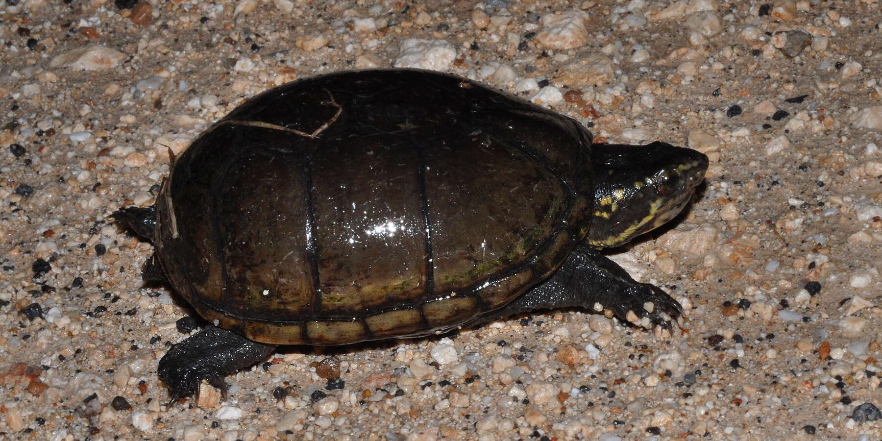 Image of mud turtles