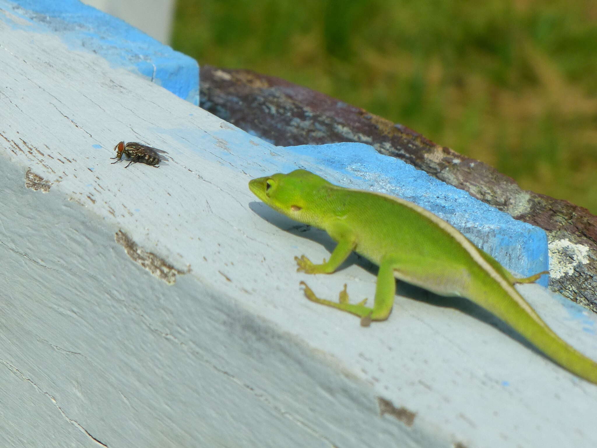 Image of Cuban green anole