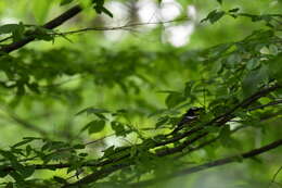 Image of Magnolia Warbler