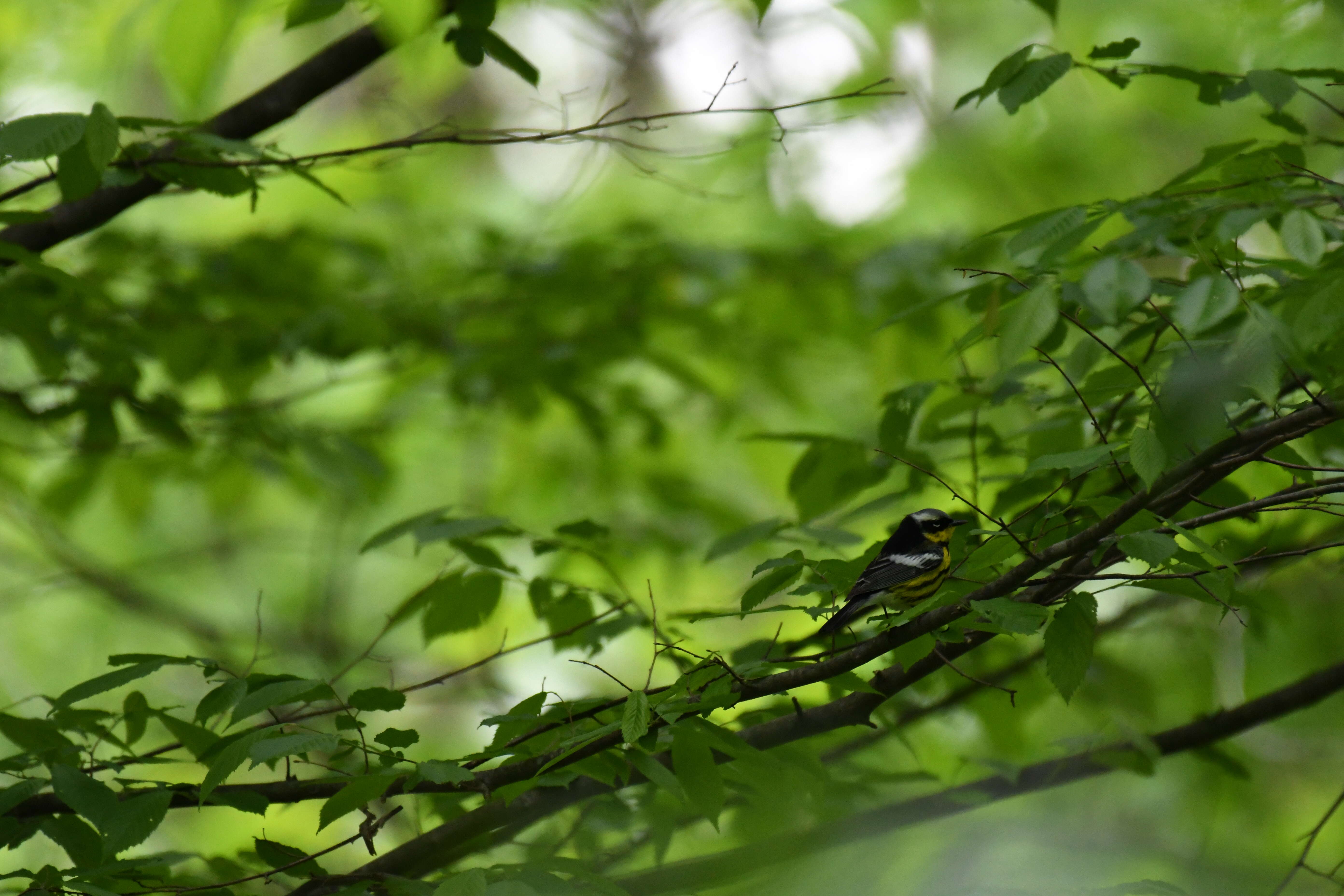 Image of Magnolia Warbler