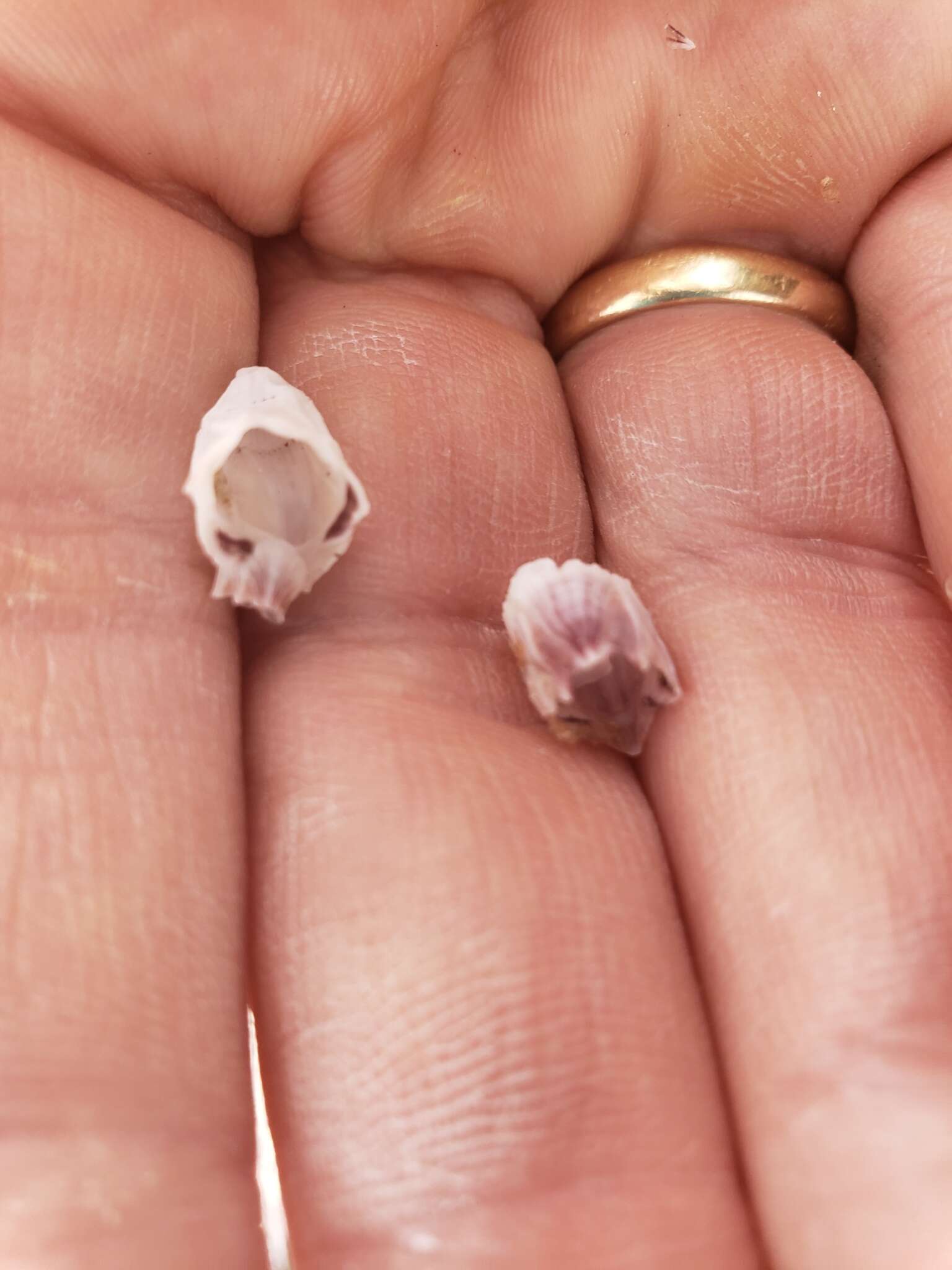 Image of Striped barnacle