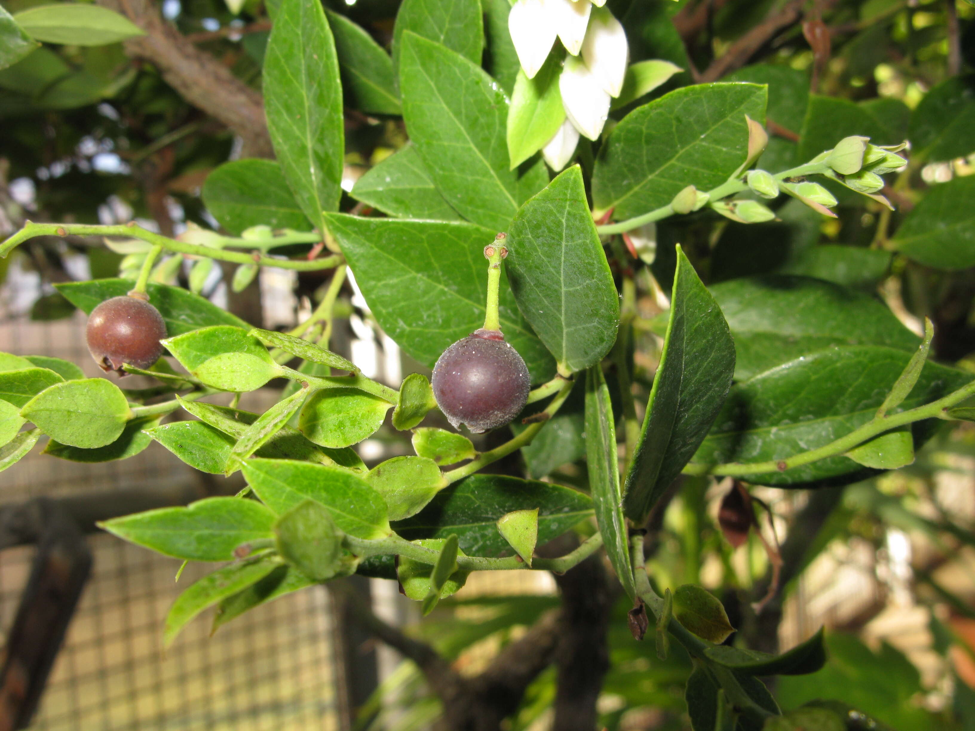 Image of Vaccinium boninense Nakai