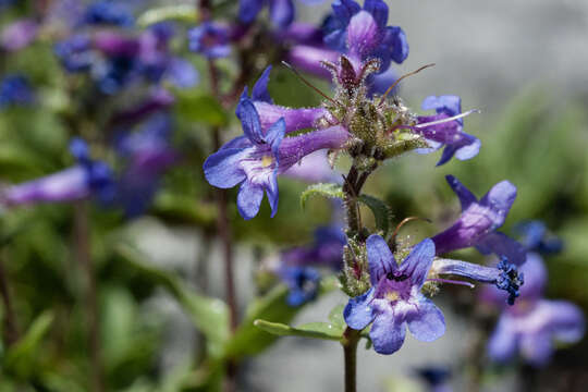 Image of low beardtongue