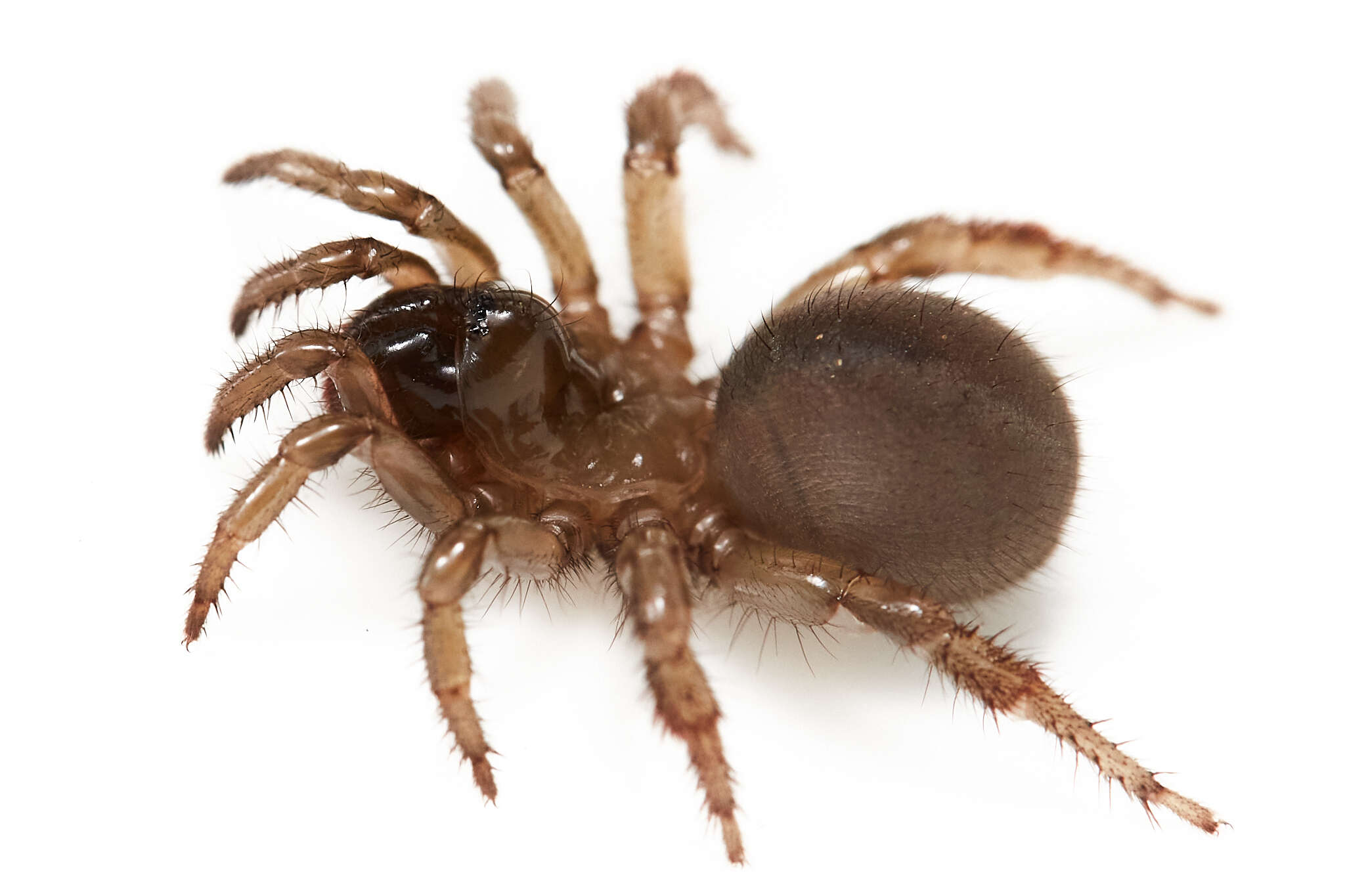 Image of Aliatypus californicus (Banks 1896)