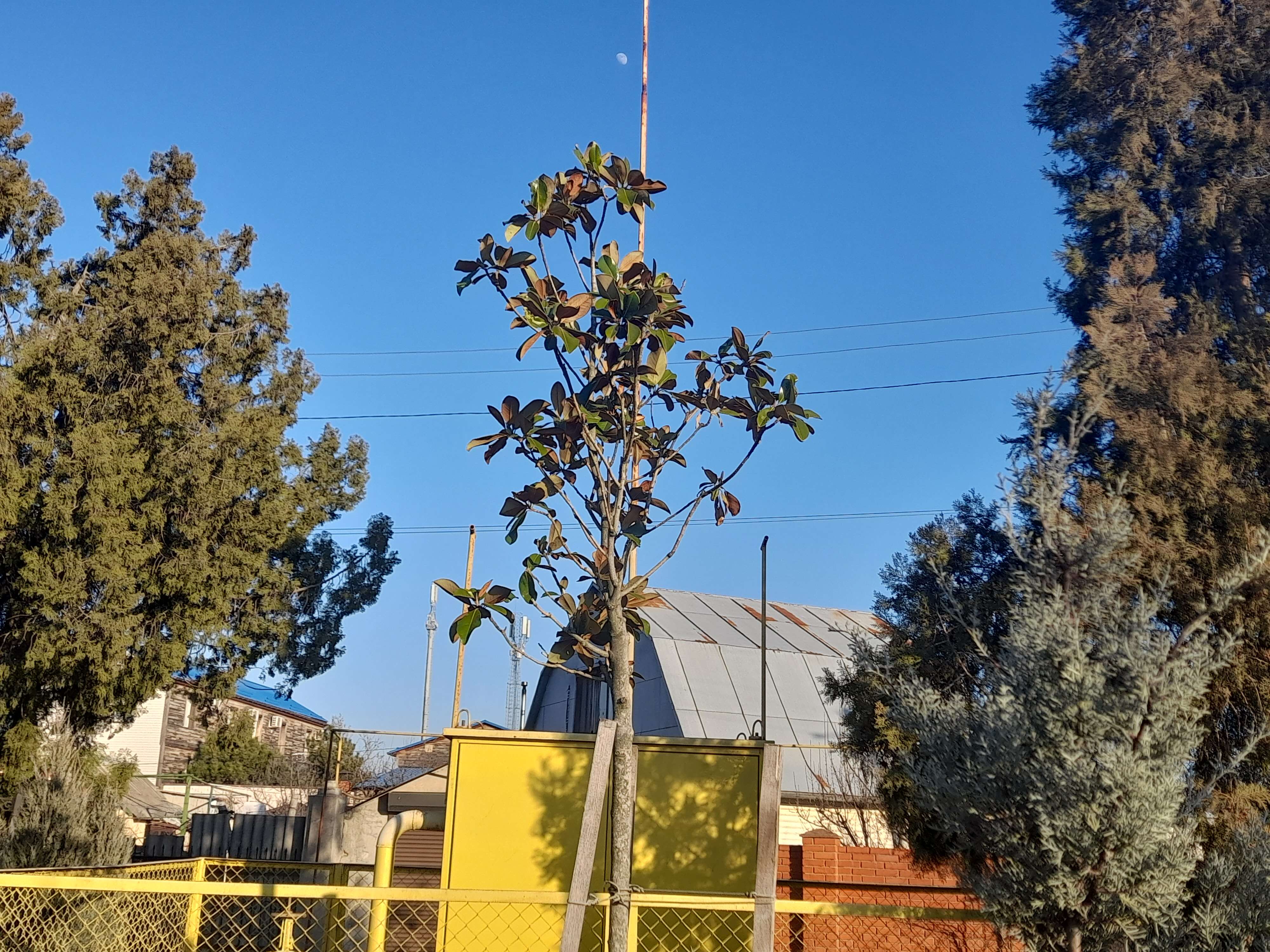 Image of southern magnolia