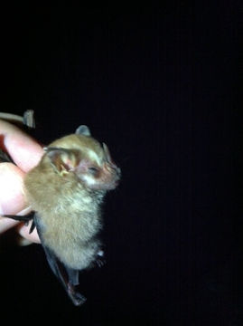 Image of Northern Little Yellow-eared Bat