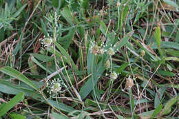 Plantago tweedyi A. Gray resmi