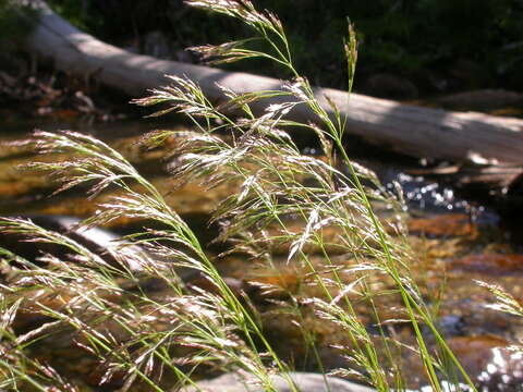 Image of Tufted Hair-grass