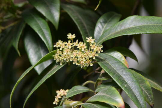 Image of Lemon Myrtle