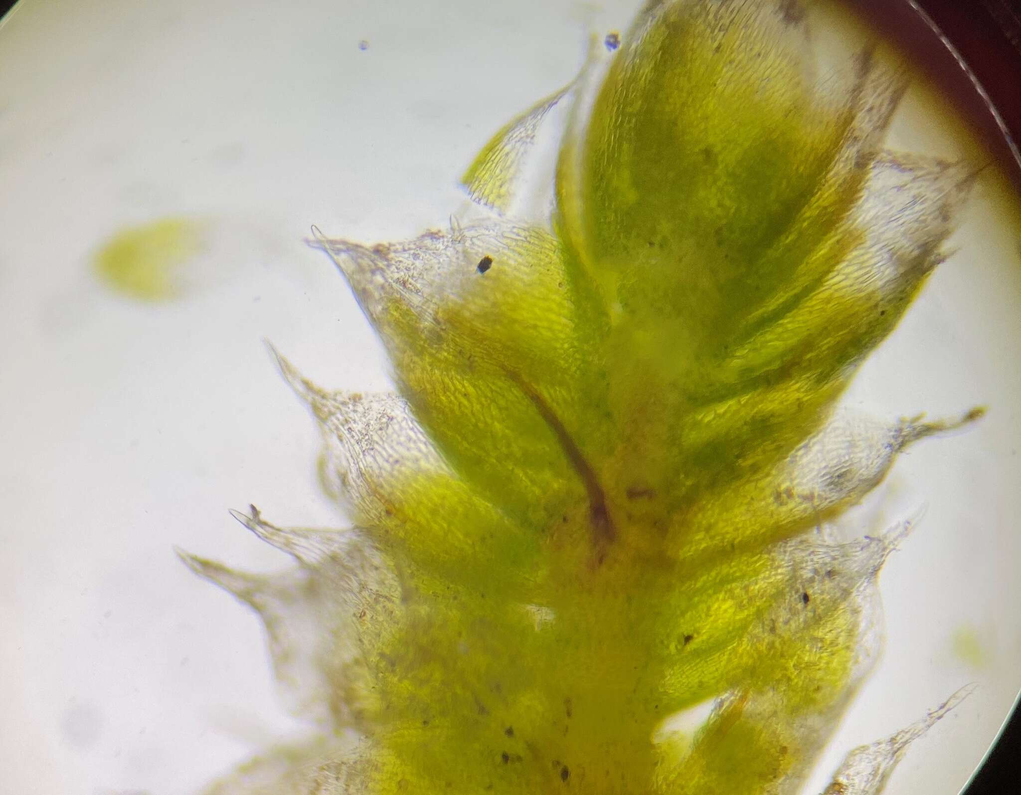 Imagem de Bryum argenteum Hedwig 1801