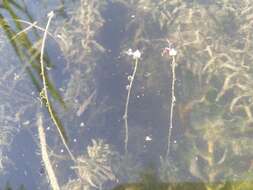 Image of western waterweed