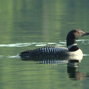 Image of Common loon