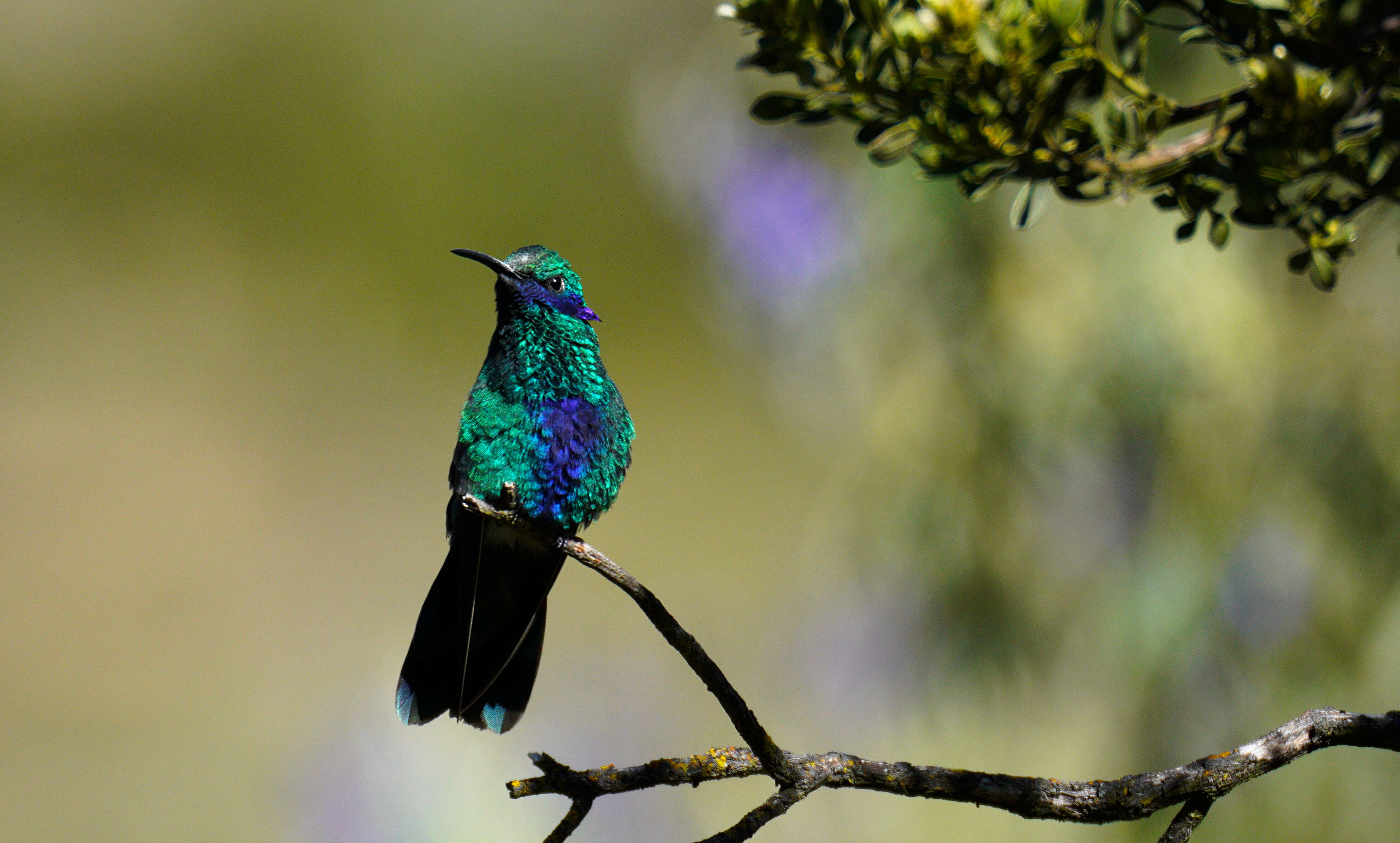 Colibri coruscans (Gould 1846) resmi