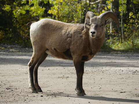 Image of bighorn sheep