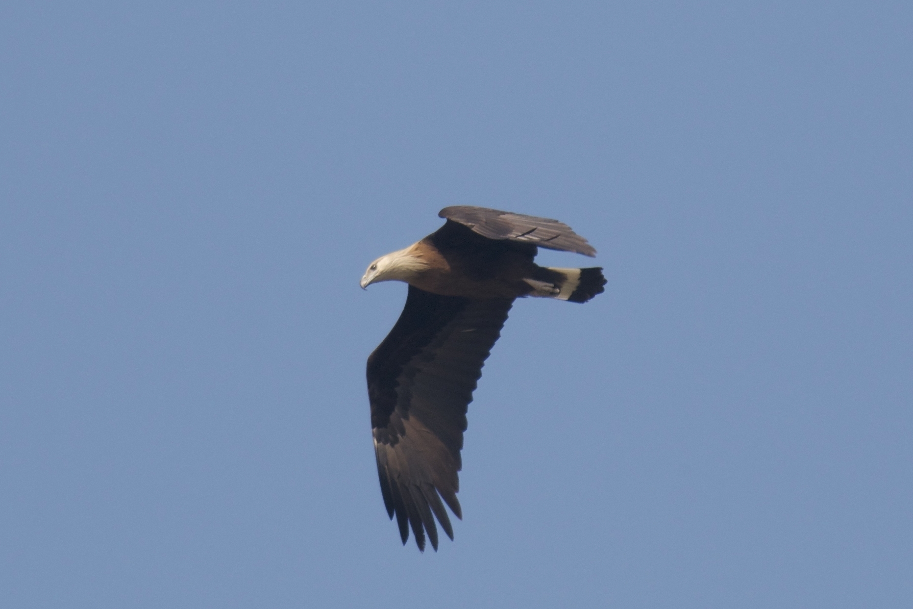 fish eagle sound