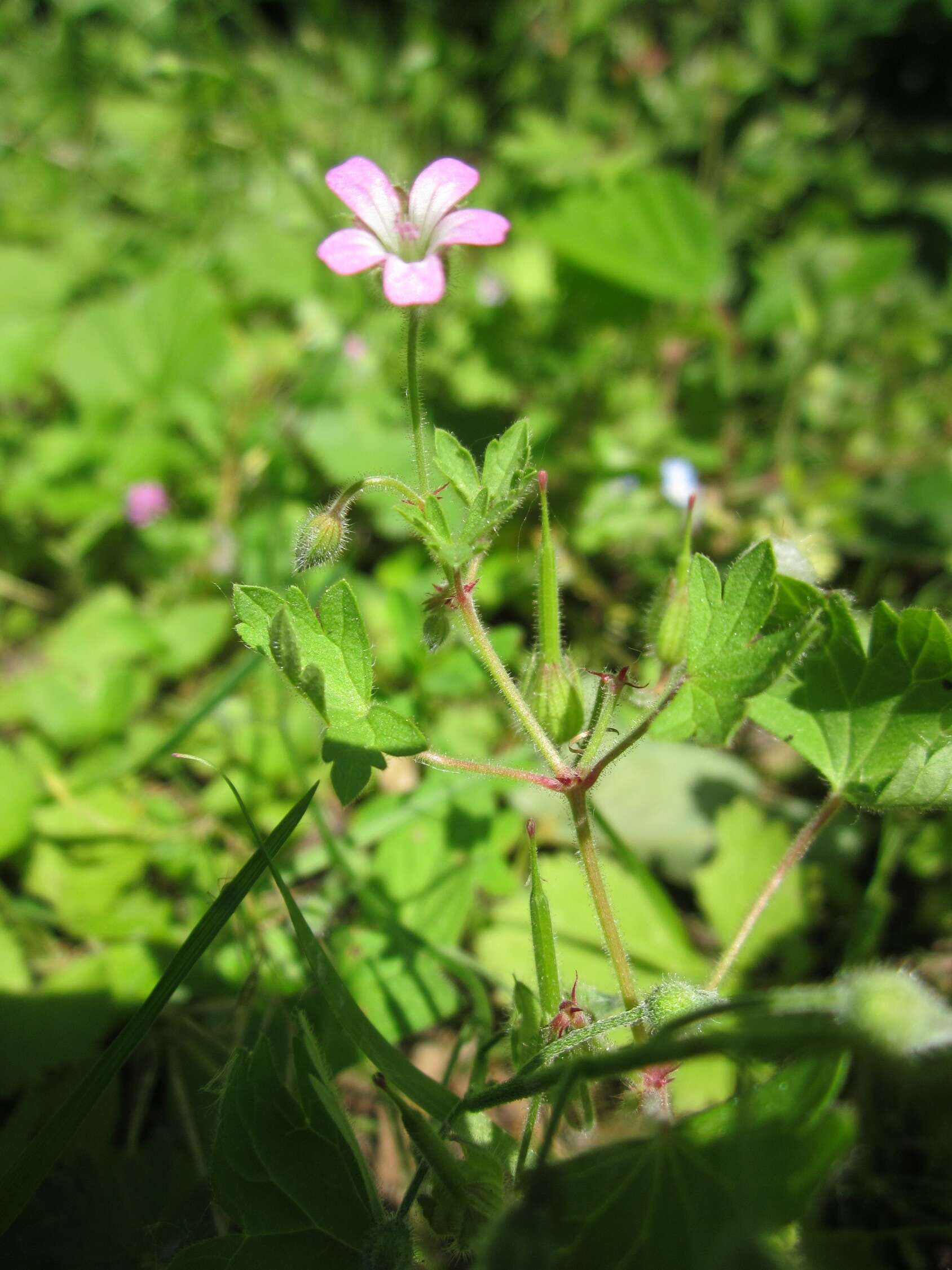 Image of Round-leaved Crane's-bill