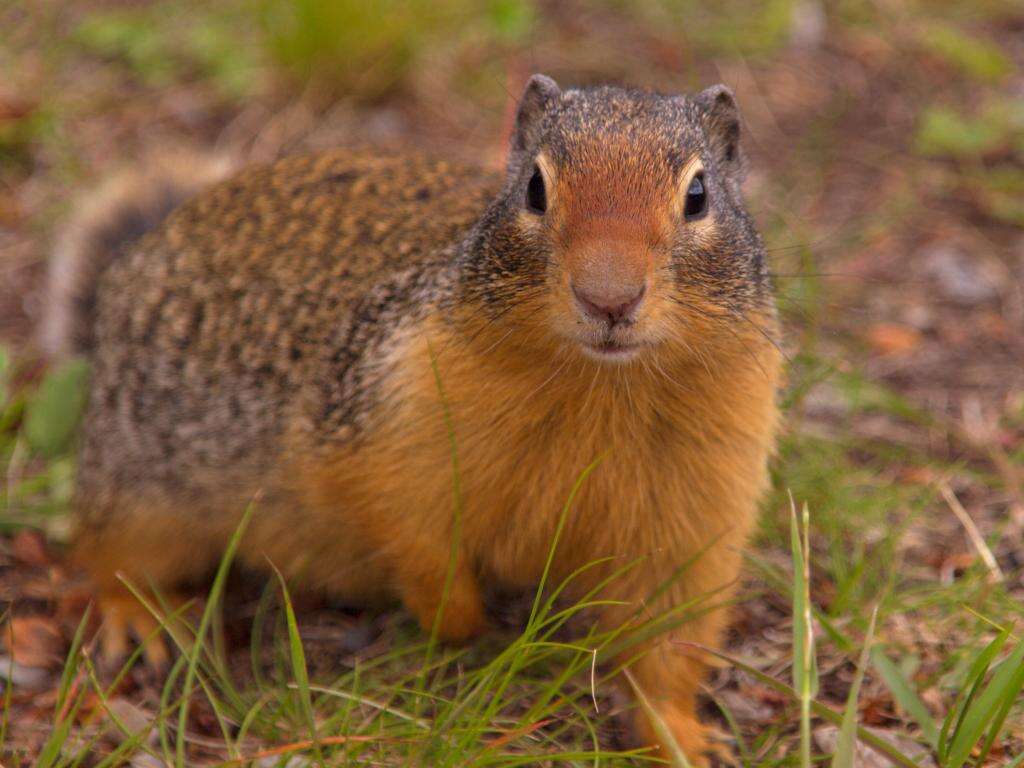 Image of Columbian ground squirrel