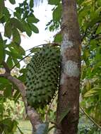 Image of soursop