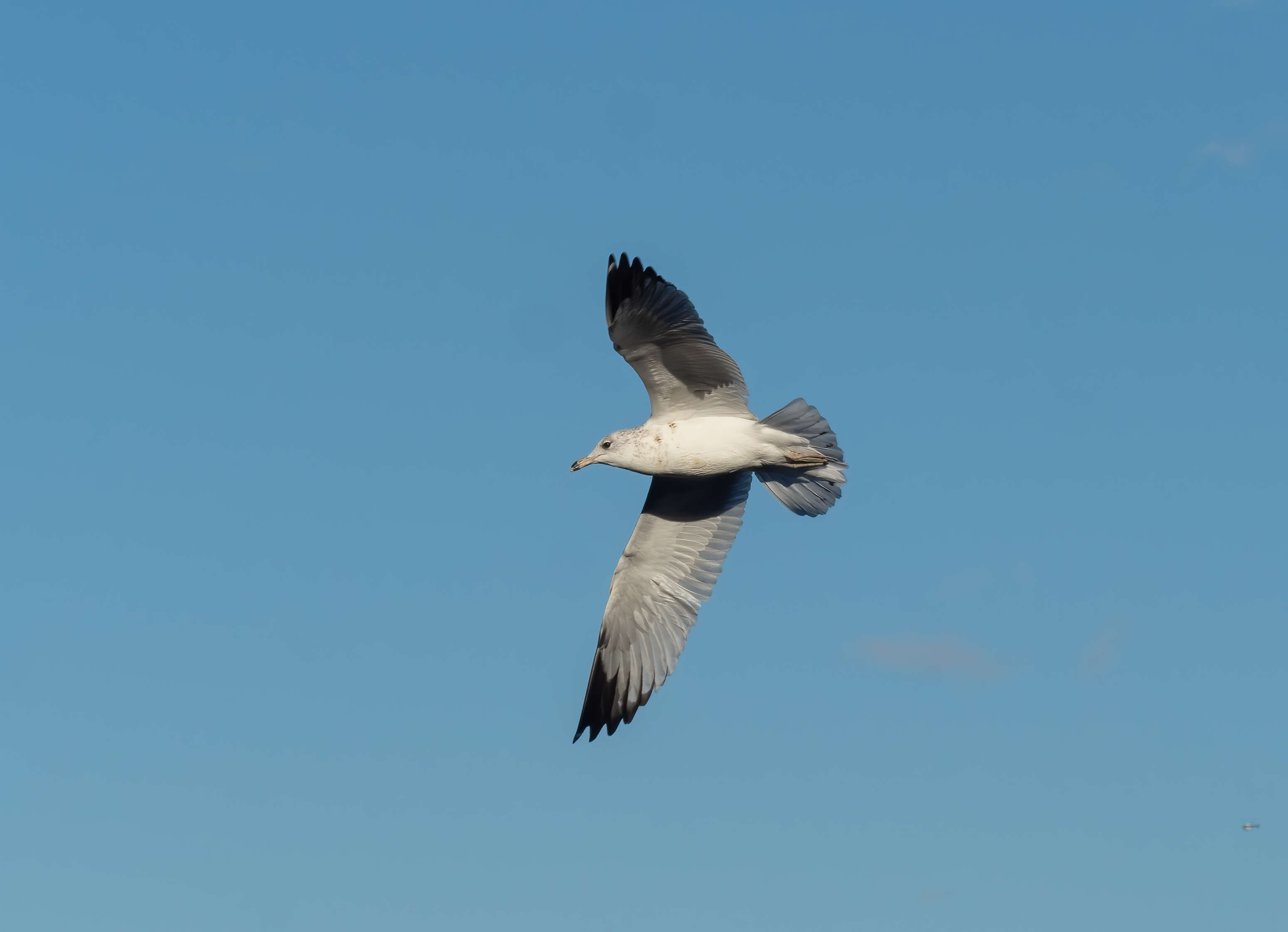 Image of Ring-billed Gull