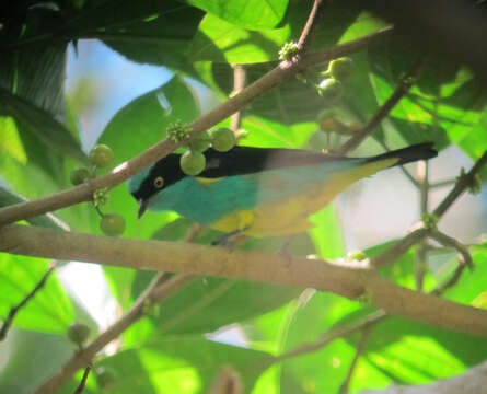 Image of Black-faced Dacnis