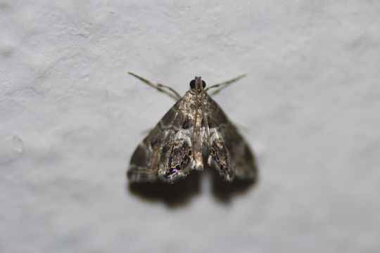 Image of <i>Usingeriessa brunnildalis</i> Dyar 1906