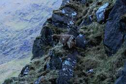 Image of mountain goat