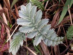 Image of silverweed cinquefoil