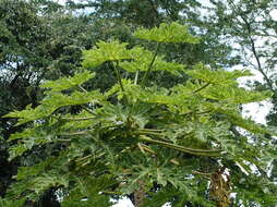 Image of Papaya ringspot virus