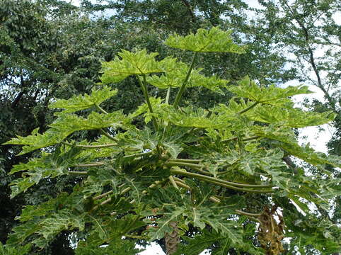 Image of Papaya ringspot virus