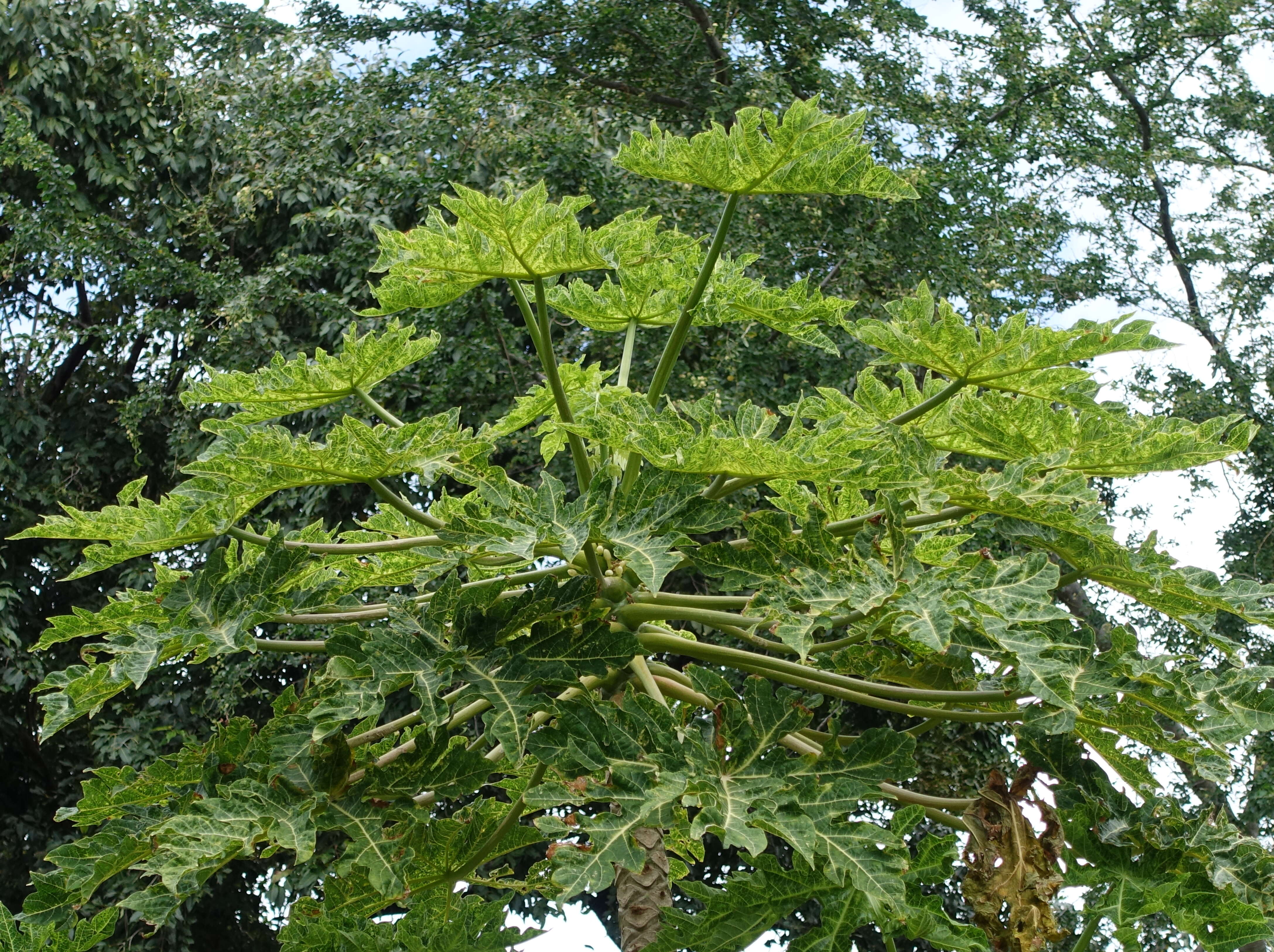 Sivun Papaya ringspot virus kuva