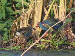 Image of African Swamphen