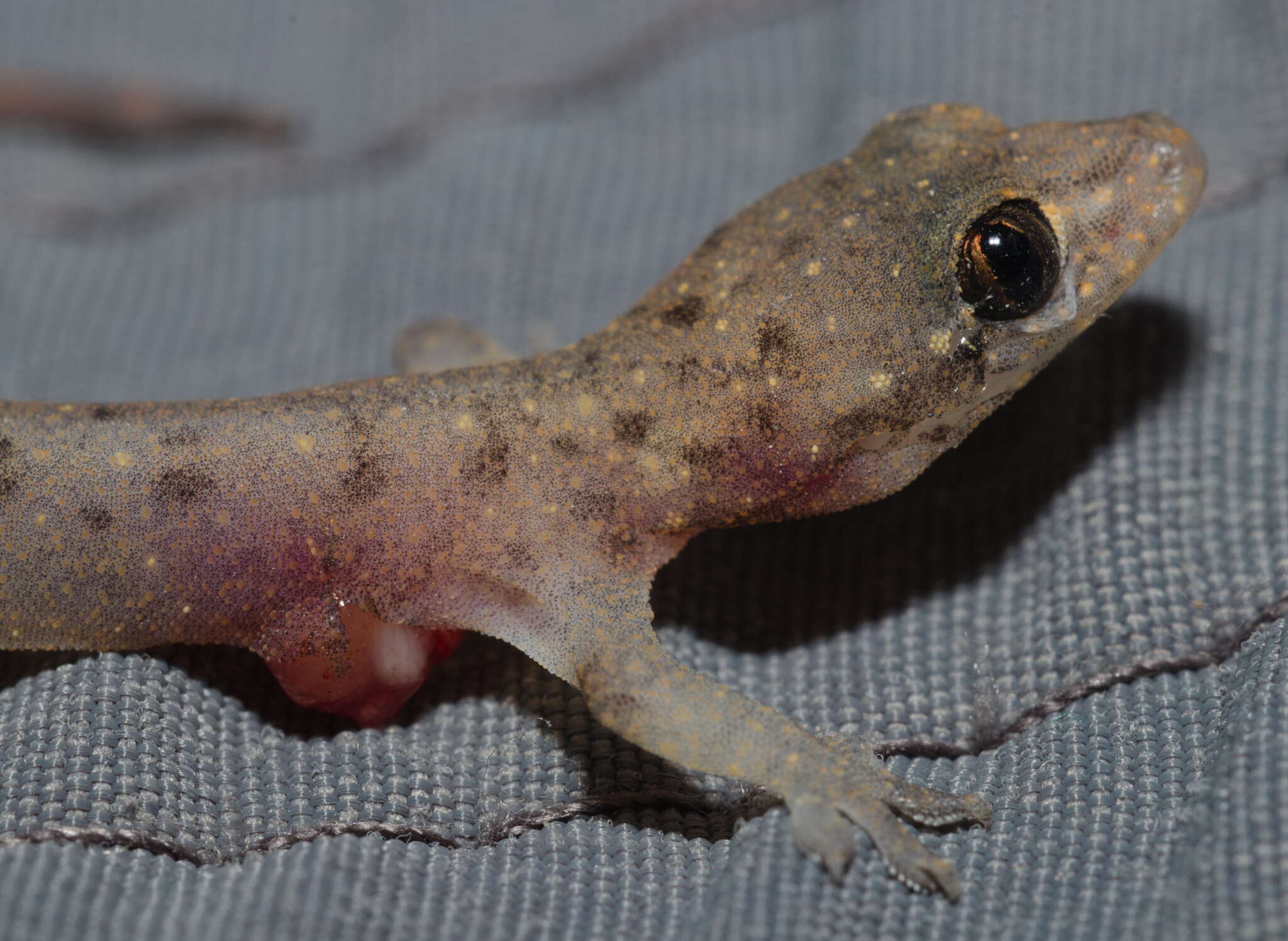 Image of Common Four-clawed Gecko