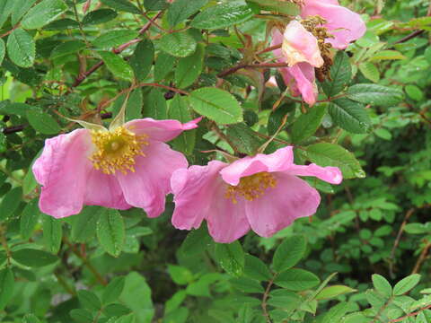 Image of Rosa macrophylla Lindl.