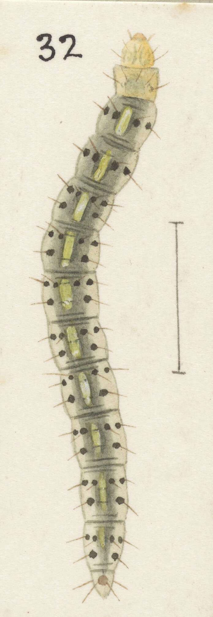 Image of Asterivora combinatana Walker 1863