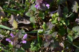 Image of purple archangel