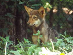 Image of Red wolf